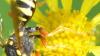 Nomada sp.